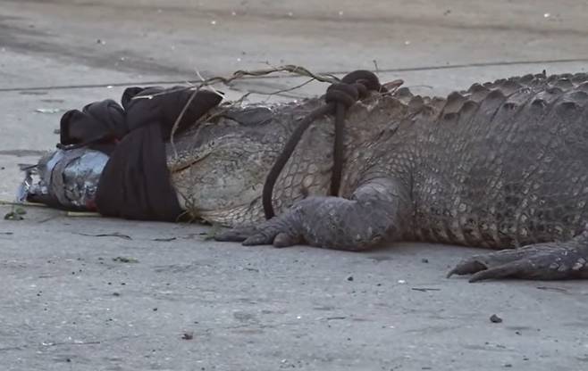 미국 조지아주 중부 도시인 메이컨의 한 맥도널드 매장 밖에 나타난 악어. (사진=WMAZ 보도 갈무리)