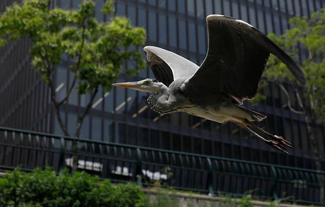지난 5월 청계천 위를 날고 있는 왜가리./ 전기병 기자