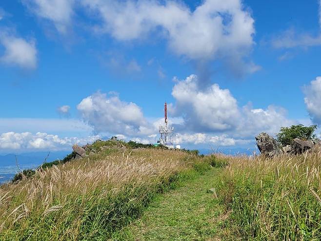[화순=뉴시스]무등산 억새. (사진=무등산국립공원 동부사무소 제공) 2025.10.01. photo@newsis.com *재판매 및 DB 금지