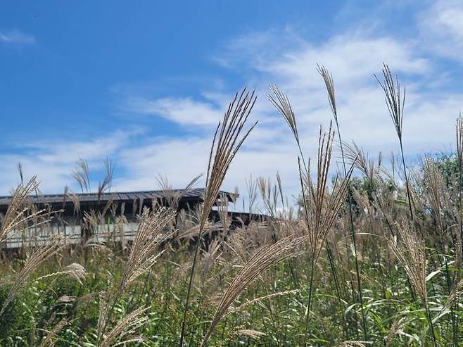 [화순=뉴시스]무등산 억새. (사진=무등산국립공원 동부사무소 제공) 2025.10.01. photo@newsis.com *재판매 및 DB 금지