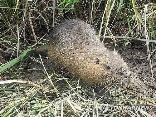 뉴트리아 [연합뉴스 자료사진. 재배포 DB 금지]