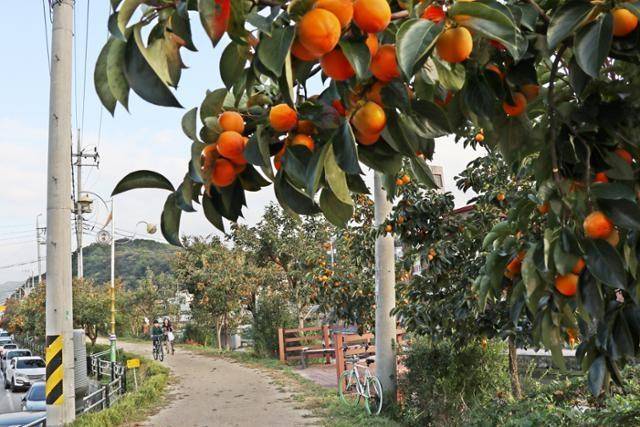 감나무 밭을 지인 소유지로 착각해 감을 따다가 절도 혐의로 체포된 60대 여성에게 장시간 수갑을 채운 경찰에 대해 국가인권위원회가 헌법상 인권 침해에 해당한다고 2일 판단했다. 한국일보 자료사진