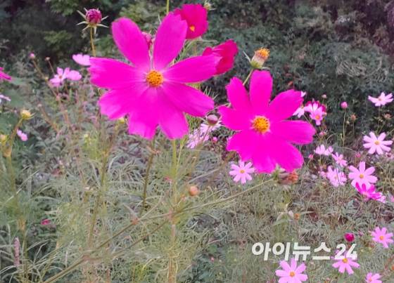 가을을 상징하는 코스모스가 활짝 펴 있다. [사진=정종오 기자]