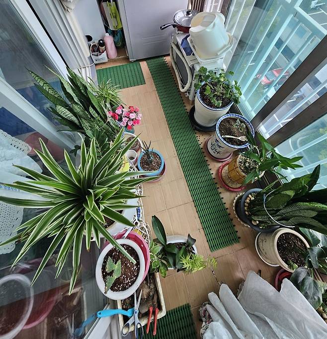 우을순 할머니가 매일 아침 인사 나누는 화초들. 경남 창원 자택인 아파트 베란다에 있다.