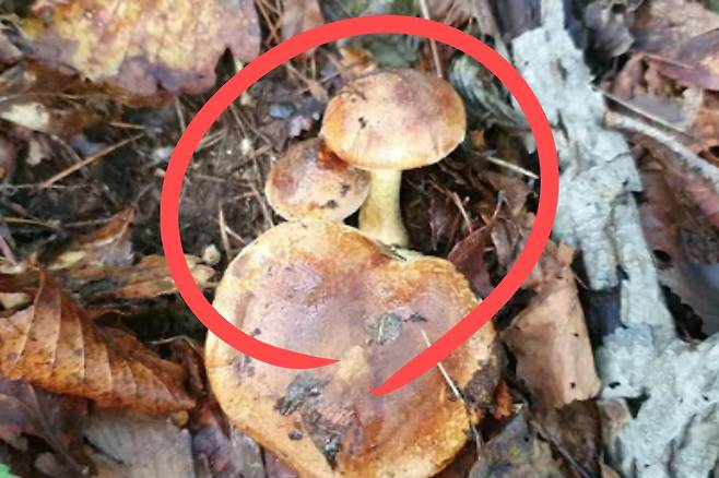 송이버섯과 유사하게 생겼지만, 독버섯으로 분류된 담갈색송이버섯.[국립산립과학원 제공]