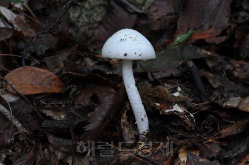 흰알광대버섯.[산림청 제공]