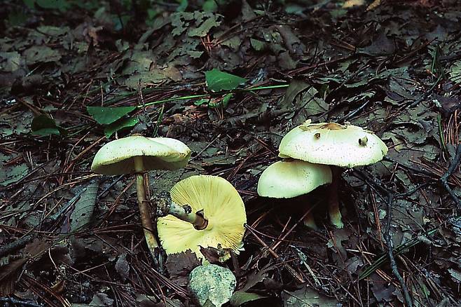 독흰갈대버섯.[국립생물자연관 제공]