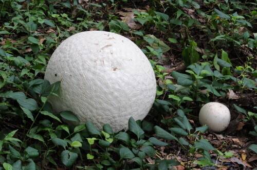 댕구알 버섯.[국립산림과학원 제공]