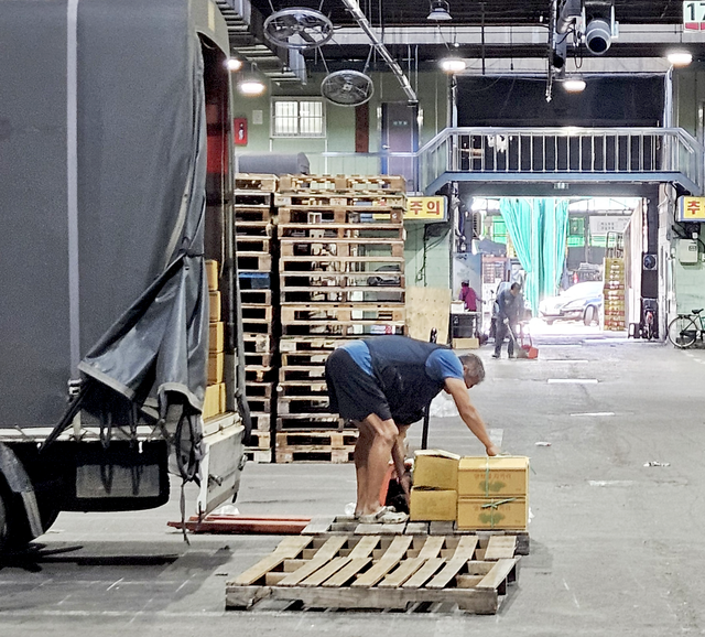 서울 가락시장에서 하역노조원이 차량에 실어온 엽채류 상자를 나무 팰릿 위에 다시 쌓고 있다.