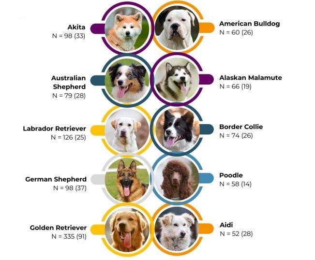 연구에 포함된 반려견 중 개체 수가 많은 10개 품종
