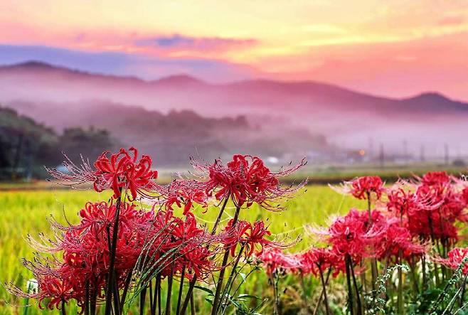 추석 연휴인 10월 5일까지 영광군 불갑산 일원에서 '영광불갑산상사화축제'가 펼쳐진다. /영광군 제공