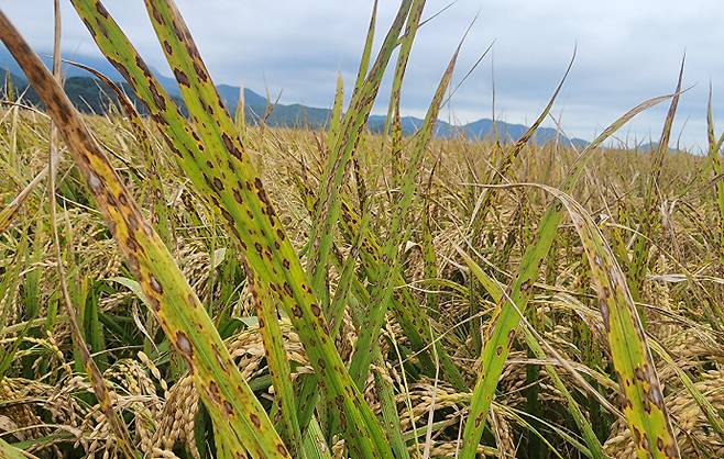 벼 깨씨무늬병 피해 입은 전남 고흥 포두면 논./전남도 제공