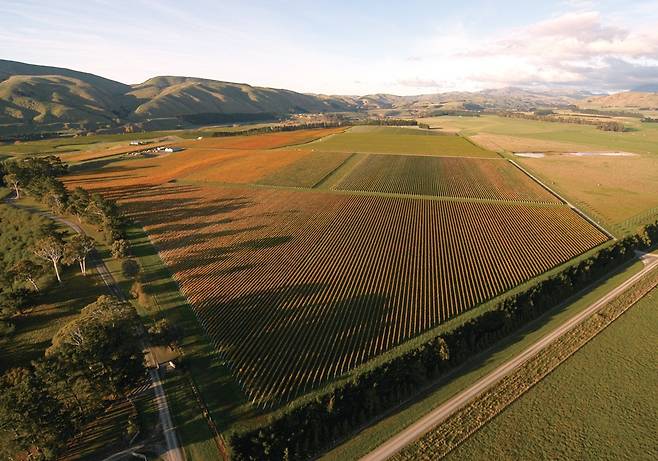 마틴버러의 크레기 레인지 포도밭. /NZ Winegrowers