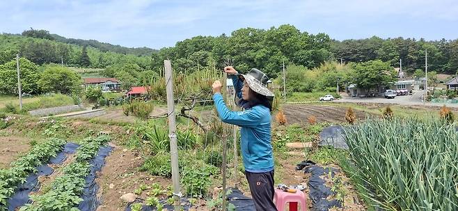 오이가 타고 오르도록 그물망을 설치하고 있다.