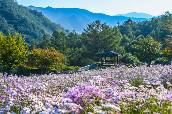 경북 봉화군 국립백두대간수목원의 야생화 언덕. 2일 구절초 40만 송이가 만개해 마치 동화 속에 들어온 듯한 느낌을 준다. [사진 한국수목원정원관리원]