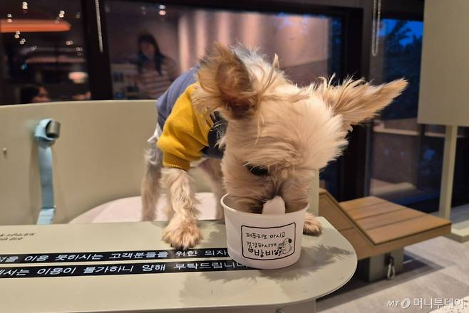 지난 1일 경기 구리 스타벅스 구리갈매DT점에서  반려견 밤비가 스타벅스의 반려동물 전용 음료 퍼푸치노를 즐기고 있다./사진=유예림 기자