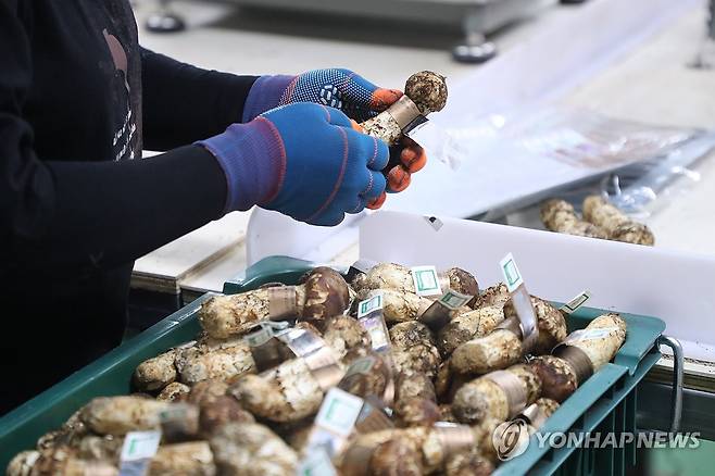 분류 작업 중인 양양 송이 (양양=연합뉴스) 류호준 기자 = 2일 강원 양양군 양양읍 양양속초산림조합 지하에서 조합 관계자가 양양 송이를 살펴보고 있다. 2025.10.2 ryu@yna.co.kr