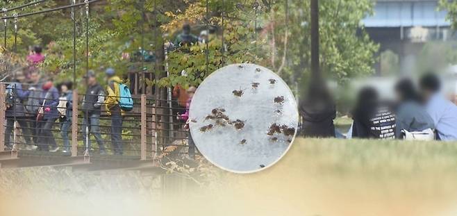 ▲ 추석 연휴 성묘나 벌초 뒤 쯔쯔가무시증 주의. /연합뉴스