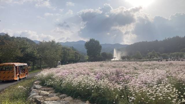 가을꽃무리가 세상사에 찌든 마음을 편안하게 어루만져주는 백두대간 봉자페스티벌 현장. 경북도 제공.