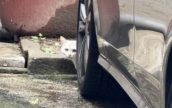 버려진 집 근처에서 지내던 루나(인스타그램 eve__mom 제공) ⓒ 뉴스1