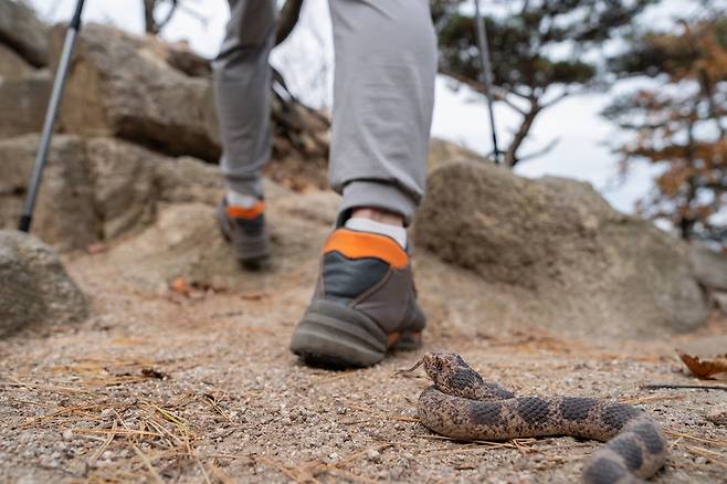 추석 연휴 성묘·벌초 중 뱀 물림 사고가 발생할 수 있다. 잘못된 민간요법은 위험하며, 올바른 응급처치와 119 신고가 무엇보다 중요하다. (사진=게티이미지)