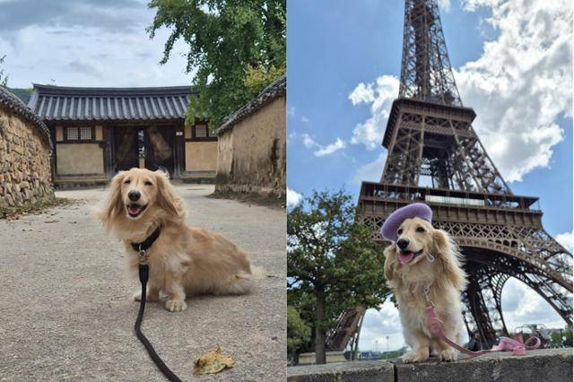 권씨와 함께 떠난 여행지 경북 안동과 프랑스 파리에서 활짝 웃고 있는 반려견 말랑이. 올해 추석 여행지는 경기 양평이다. 권씨 제공