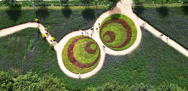 강원 인제군 용대 관광지 일원에 조성된 대규모 꽃밭 전경. 이곳에서는 매년 가을 꽃축제가 열린다. 인제군 제공