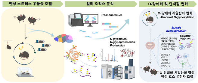 우울증 모델에서 뇌 O-당쇄화 변화 규명 전략[사진=IBS]