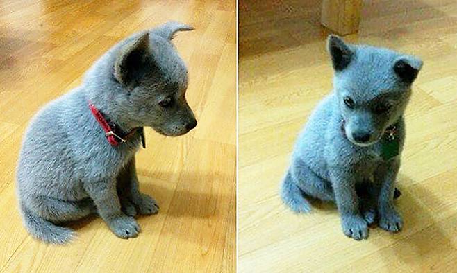 러시안 블루 강아지 (인터넷 커뮤니티)