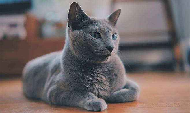 러시안 블루 고양이 (게티이미지뱅크)