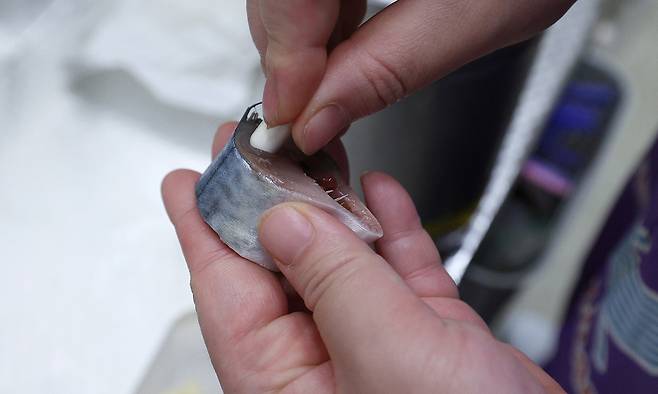 바다사자를 돌보고 있는 박지원(29) 아쿠아리스트가 먹이에 영양제를 넣고 있다.