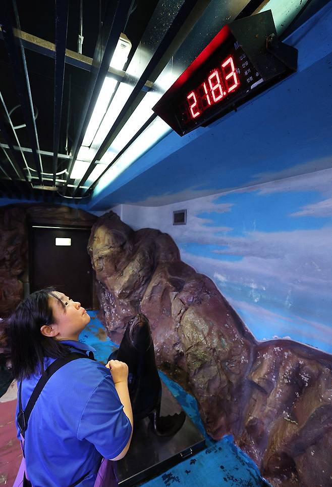 박지원 아쿠아리스트가 캘리포니아 바다사자 데니스의 몸무게를 측정하고 있다.