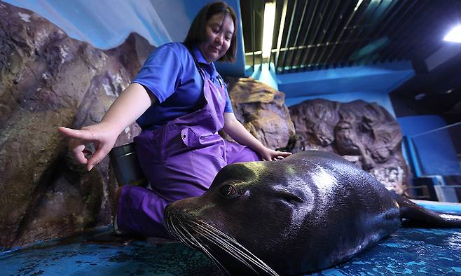 박지원 아쿠아리스트가 건강 검진을 하고 있는 캘리포니아 바다사자 데니스의 시선을 유도하고 있다.