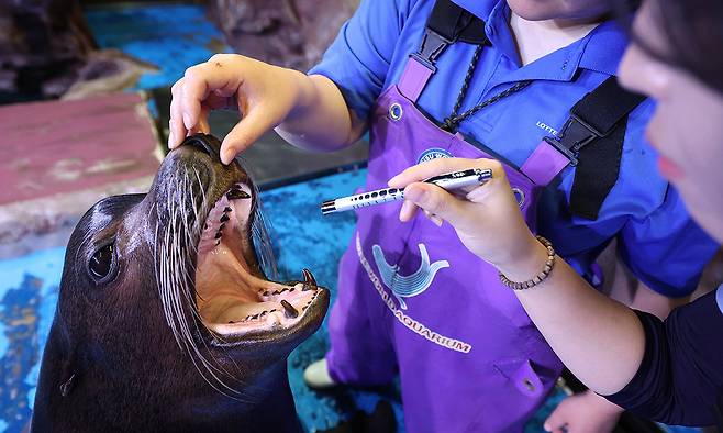 바다사자 수조에서 박지원 아쿠아리스트와 고희준 수의사가 캘리포니아 바다사자 데니스의 구강 검진을 하고 있다.