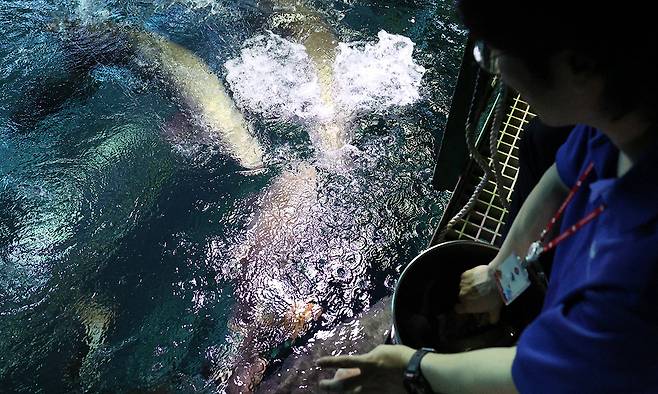 허범석 아쿠아리스트가 열대우림터널 수조 위에서 피라루크에게 먹이를 주며 그 모습을 관찰하고 있다.