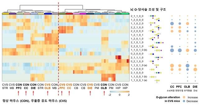 정상 쥐와 스트레스 쥐의 뇌 당쇄화 변화  [IBS 제공. 재판매 및 DB 금지]