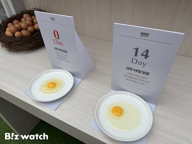 지난달 26~27일 양일간 열린 'NS푸드페스타 2025 인(in) 익산' 내 오드그로서 팝업스토어에서 신선한 달걀에 대해 안내하고 있다. / 사진=정혜인 기자 hij@