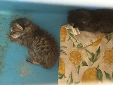 미국의 한 학생이 교사로부터 구조한 새끼 고양이. 사진=미국 동물 보호단체 페타(PETA)