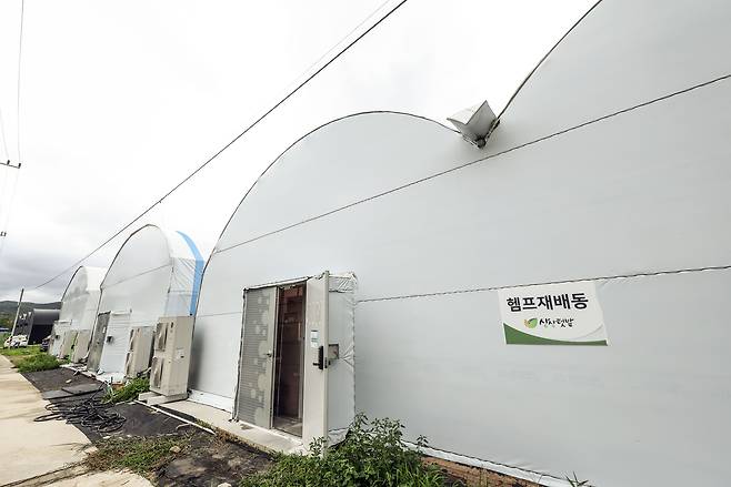 경북 안동 '산업용 헴프 규제자유특구' 내 상상텃밭 헴프 재배동. 김성룡 기자