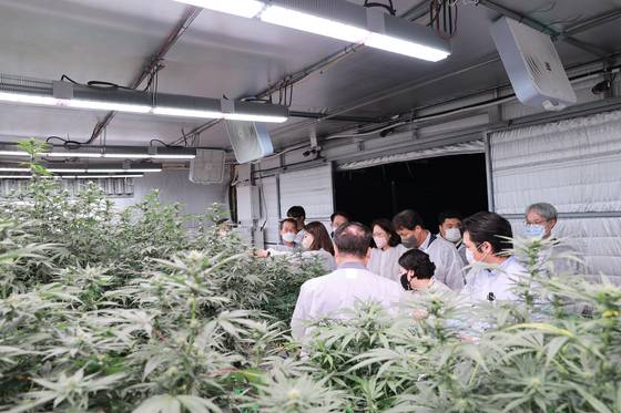 안동 '헴프 규제 자유특구' 내 산업용 대마(헴프) 재배지를 관계자들이 둘러보고 있다. 사진 안동시