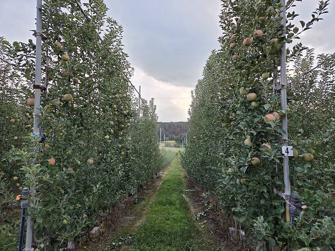 지난달 30일 경북 청송군 안덕면에 있는 한 과수원에 수확을 앞둔 부사가 달려 있다./사진=박수림 기자