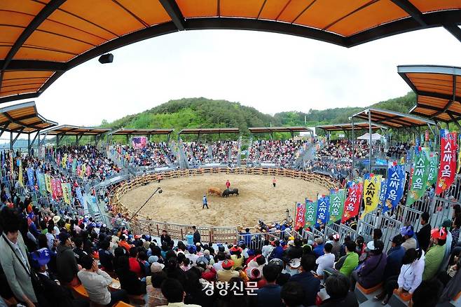 소 힘겨루기 상설경기장. 경향신문 자료사진