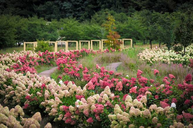 경북 봉화군 국립백두대간수목원에 꽃길이 조성돼 있다. 한국수목원정원관리원 제공