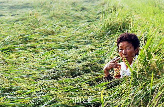 경남 창녕군 계성면 신당리 논에서 한 주민이 태풍 매미로 쓰러진 벼를 일으켜 세우던 중 잠시 일손을 놓고 논바닥에 주저앉아 쉬고 있다. 김정근 선임기자