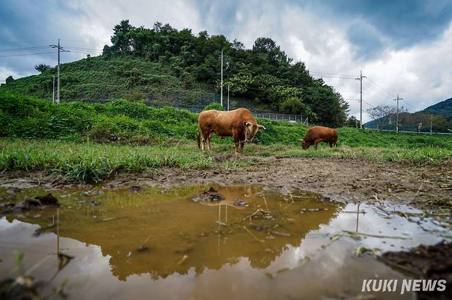 싸움소 해태와 생강이가 지난 달 13일 경남 의령군 남강 좌안에 위치한 풀밭에서 쉬고 있다.