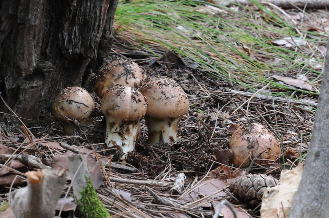 자연산 송이 [산림청]