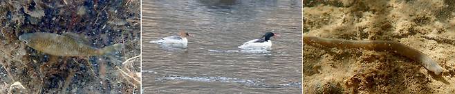 [광주=뉴시스] 전남 섬진강에서 발견된 멸종위기종 임실납자루(왼쪽부터), 호사비오리, 다묵장어. (사진=환경운동연합 제공) 2025.10.05. photo@newsis.com *재판매 및 DB 금지