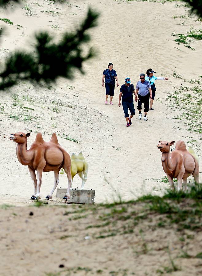 ▲ 대청도 옥죽동 해안사구를 찾은 방문객들이 모래언덕을 따라 걸으며 낙타 조형물을 둘러보고 있다. /인천일보