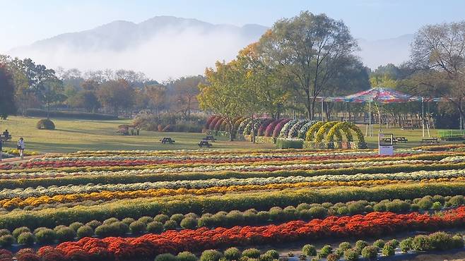 연천 국화축제 국화정원 전경 사진=연천군청