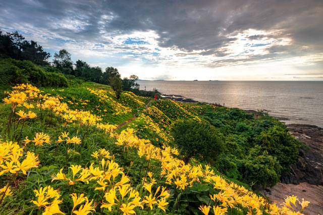 부안 마실길 상사화